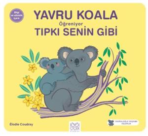 Yavru Koala Öğreniyor Tıpkı Senin Gibi