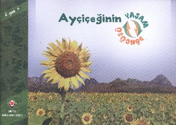 Ayçiçeğinin Yaşam Döngüsü - Münzevi Kitabevi