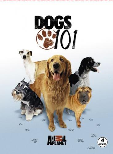 Kurye Kitabevi - Dogs 101 Köpekler
