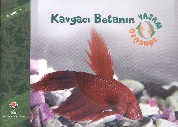 Kavgacı Betanın Yaşam Döngüsü - Münzevi Kitabevi