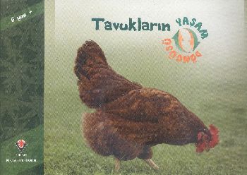 Tavukların Yaşam Döngüsü - Münzevi Kitabevi